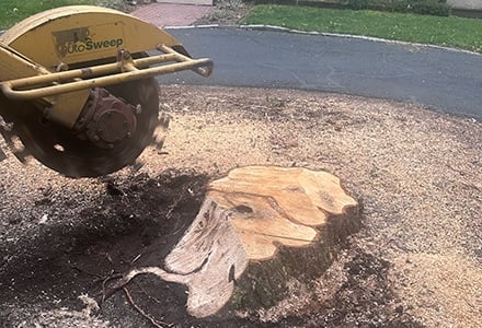 SeMass Tree Service in Cape Cod technician using a stump grinder to remove a tree stump.