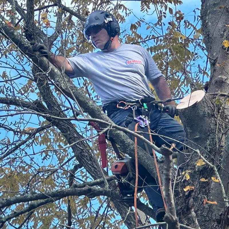 Eric Tree Freetown Tree Service | Mashpee Tree Removal
