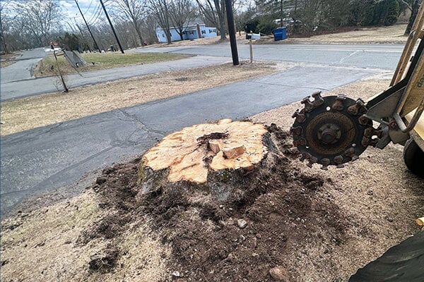 Services | SEMASS Tree Service Cape Cod MA