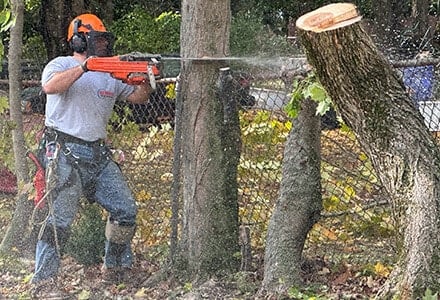 SeMass Tree Service in Cape Cod technician using a chainsaw to cut a tree stump, while wearing personal protective equipment, including a hard hat, ear defenders, and safety chaps.