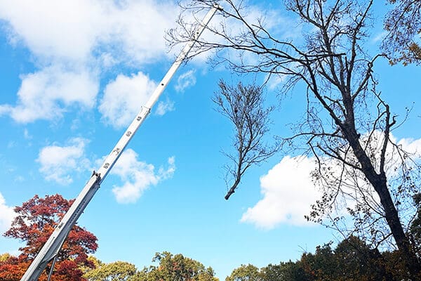 Services | SEMASS Tree Service Cape Cod MA