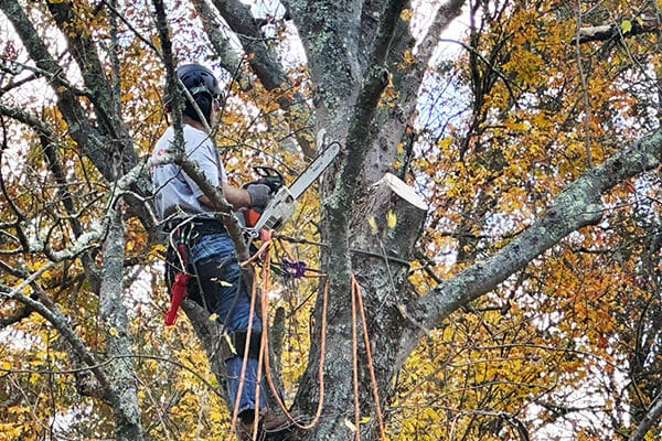 Services | SEMASS Tree Service Cape Cod MA