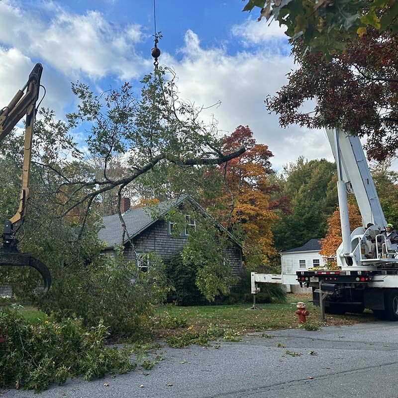 Services | SEMASS Tree Service Cape Cod MA