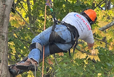 SeMass Tree Service in Cape Cod technician using a chainsaw to trim a tree branch, while wearing personal protective equipment, including a hard hat, ear defenders, and safety chaps.